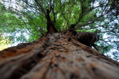 frank-goes-walkabout-georgien-botanical-farboptimiert-800px-4